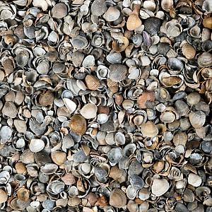 Schelpen 8/16 mm Bruin/grijs, bigbag