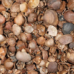 Schelpen schoongewassen, mini bag 350 kg