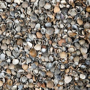 Strandschelpen gewassen, bigbag
